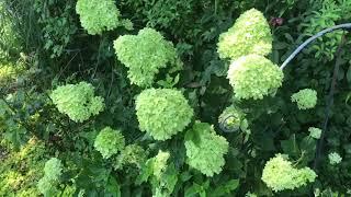 Plant Review: Hydrangea paniculata 'Little Lime'