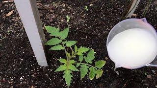 HOW DO YOU FEED VEGETABLES WITH YEAST AND ASH WATER? #tomato #cucumber #cucumber #eggplant #zucchini