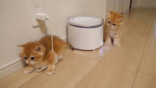 The world's cutest attack and defense of kittens Pom and Pino!