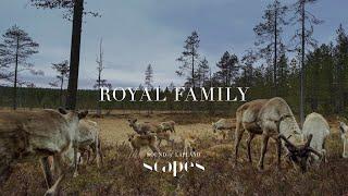 Sound of Lapland - Royal Family (Reindeer Herd Grazing in the Wilderness)