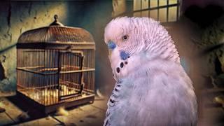 Your budgie might be suffering, and you don’t even realize it