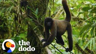 Baby Monkey Rescued From Pet Trade Gets A Wild Family | The Dodo