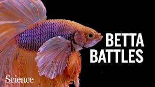 What makes fighting fish so feisty?