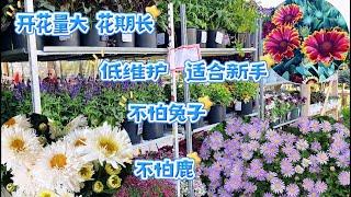 开花量大的多年生花卉，耐旱、耐寒、低维护、适合懒人和新手种植。【莎拉养花】