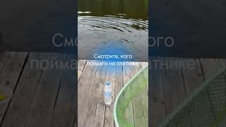 Смотрите, кого поймали на платнике #car #рыбалка #carping #fishing #carpfishing #nature #automobile