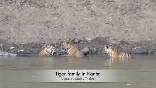 Tiger family, 5 tigers together in Kanha, (May 2018)