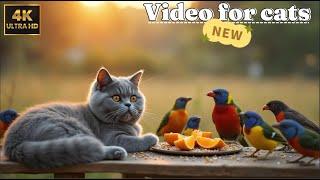 Best Cat TV for Cats with Birds & Squirrels | Natural Wildlife for Cats Indoors | Kitten Playhouse