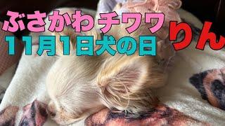 ぶさかわチワワりん。生後298日【vlog】