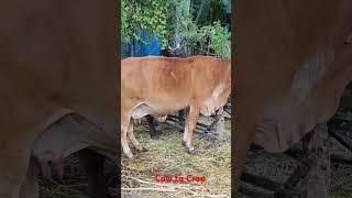 Cow to Crop : Organic Farming Life