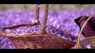 Yaqoot Organic Saffron Production || Saffron Farming || Yaqoot Saffron || Saffron Cultivation