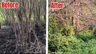 Habitat Restoration - Removing Buckthorn to create more browse and bedding