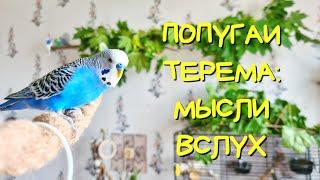 Сложно ли содержать попугая? Рассуждения вслух #попугай #parrots