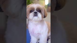 Shih Tzu puppy grooming️️ Transform into a Teddy bear!