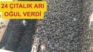 Üç katlı arı oğul verirse!/ Arıcılık