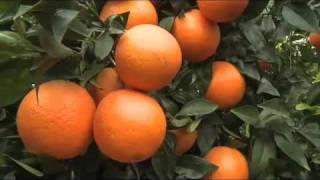 Citrus - Orange & Lemon Trees