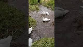 Pilgrim Geese - play time