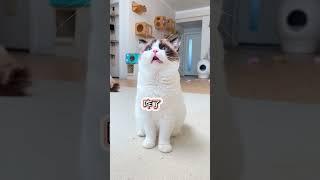 怎么回事?起猛了...看见我家猫说话了... #萌宠 #猫 #抖in萌宠计划 #万物可爱计划