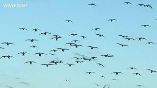 Waterfowling Over Big Northern Potholes | Sporting Classics