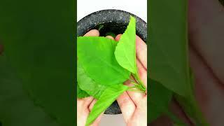 Leaf facial mask | Dr. Baggio | #shorts