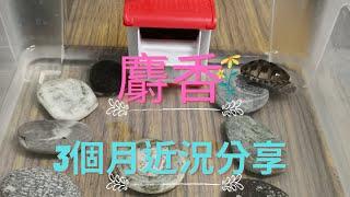 鹽巴養龜分享-飼養麝香龜3個月紀錄&冬天保暖措施 musk turtle breed