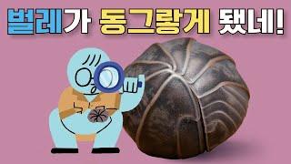 어린이과학 |공벌레 | 벌레가 동그랗게 됐네! | 과학호기심 | 탐구 | 생물 | 질문에 빠진 안다씨의 과학이야기