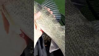 Another walleye caught on Fish Head Assassin Tackle