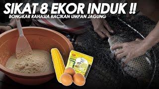 SADIS LANGSUNG DAPET 8 EKOR INDUK PAKE UMPAN DARI JAGUNG !! TERNYATA BEGINI CARA BUATNYA|| Am#525