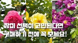 장미를 어떻게 골라야할지 모른다면 꼭 보세요! | 상황별, 환경별 장미 선택 방법