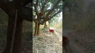 cute deer niche #shortvideo #viral #nature #trending #youtubeshorts #tiger #new