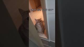 든든한 화장실 보디가드 #cat #shorts