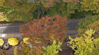 SEOUL'S BEST FOLIAGE SPOTS