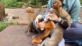 Rescue  Rusty By Milk in Baby bottle of KT | Do love Abandoned monkey | Save Primate Macaque