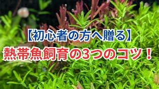 【必見】初心者の方にこそ知って欲しい熱帯魚飼育のコツ！