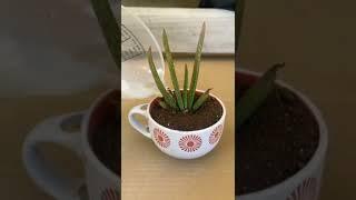 Do watering in small cups #shorts #aloevera #viral #trending #jeoff-re'zdiy.