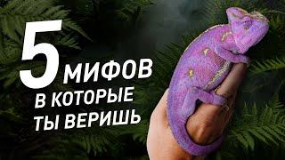 Мифы о ящерицах, в которые ты веришь!