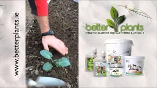 Better Plants Range  Preparing your vegetable beds with our fertilisers