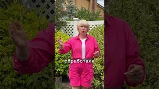 Избавляемся от тли навсегда!