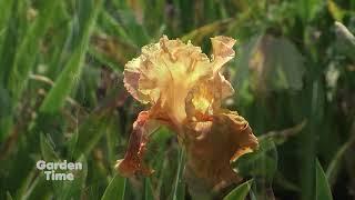 Schreiner's Iris Update