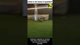 What is the speed of gazelles?