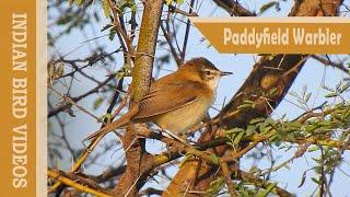 The Paddyfield Warbler (Acrocephalus agricola)