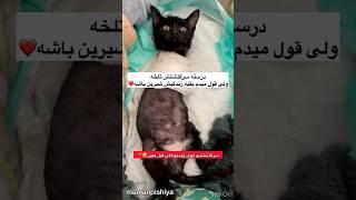 سرگذشت تلخی داره ولی قول یه زندگی شیرین بهش دادم️ #cat #catlover #pets #rescue #straycat