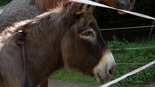 Zuflucht für Tiere - Gnadenhof in Newel