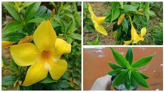 Allamanda flowers Care | How To Grow Allamanda Plant From Cuttings