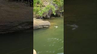 Spotted Bass And Largemouth Bite in One Cast Lake Lanier