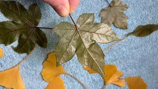 How to Preserve Leaves with Glycerin… (Results on first try!)