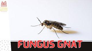 Introduction to FUNGUS GNATS: My Method to Get Rid of Them! (Sciaridae)