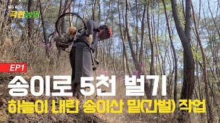 [극한농업 EP1] 송이로 5천 벌기 프로젝트 - 거칠고 힘든 송이산 밑(간벌) 작업하기! #송이 #자연산 #제초기달인