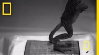 Frog Jumps Caught in Slow-Motion | National Geographic