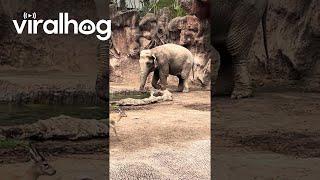 Elephant Rescues Drowning Gazelle || ViralHog
