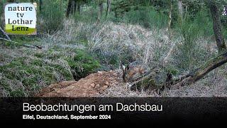 Beobachtungen am Dachsbau im Eifelwald. September 2024. Coolifepro PH960W